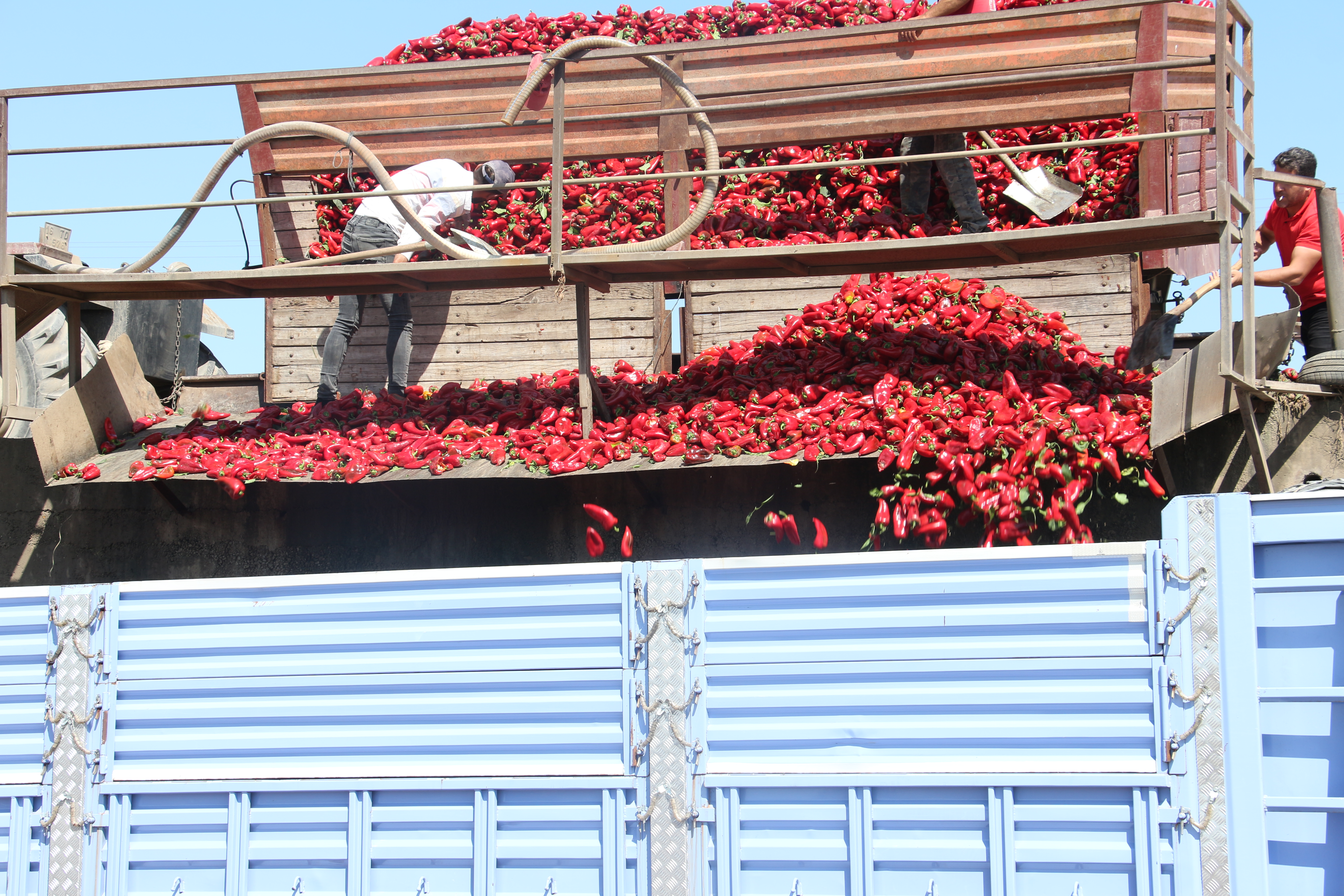 KAPYA BİBERİ ALIMLARIMIZ BAŞLADI